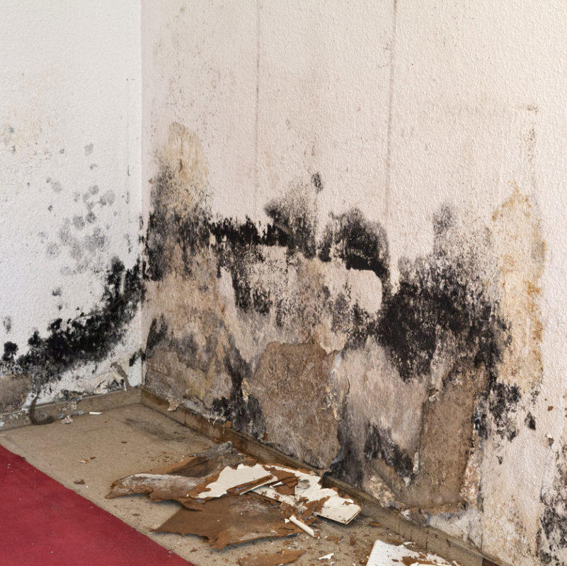 mold removal Madison WI