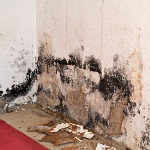 Mold Remediation in Madison, WI