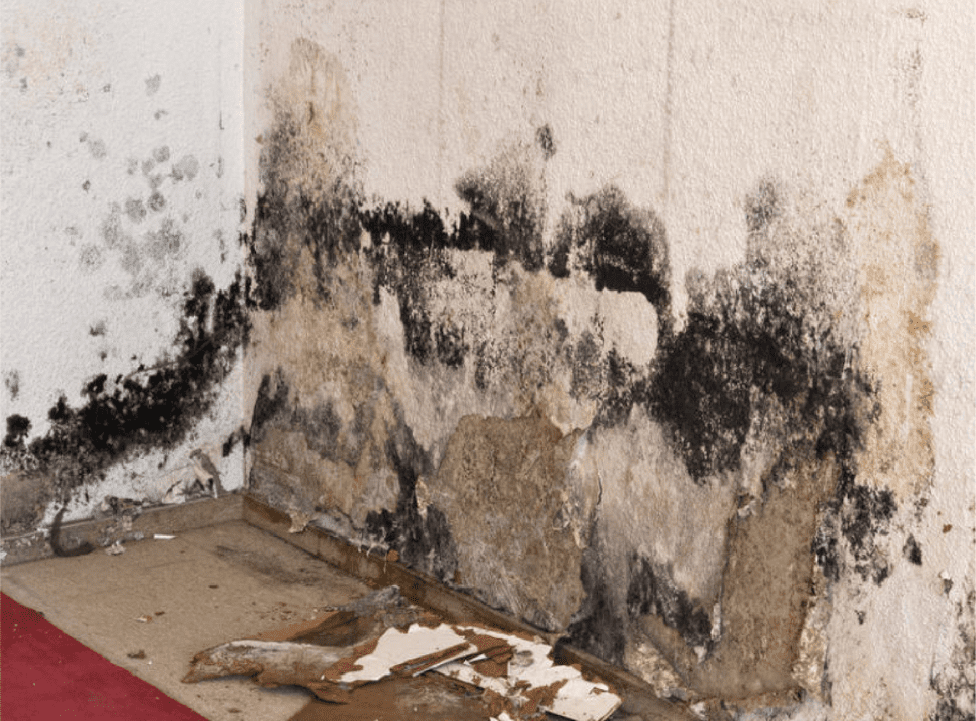 Mold Remediation