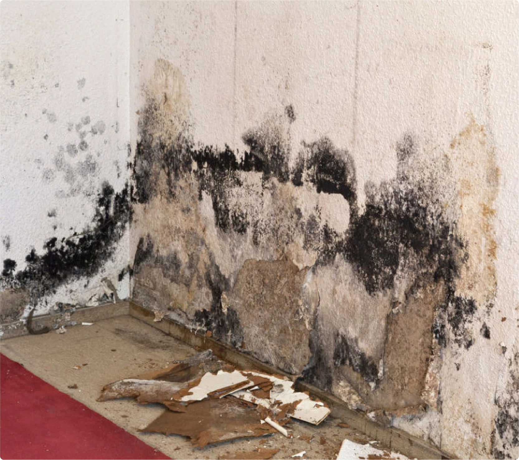 mold remediation