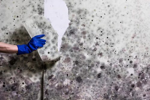 Gloved hand scraping mold from damaged wall
